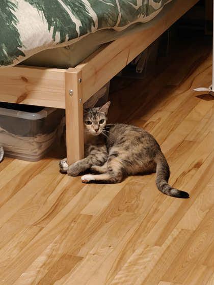 Colette, a Adoptable mixed breed in Montreal, QC image 2/3