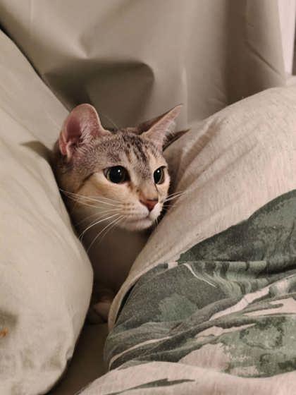 Colette, a Adoptable mixed breed in Montreal, QC image 3/3