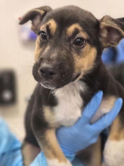 Enlarge Kingpaca, an adopted mixed breed in Fresno, CA image 1/2