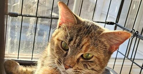 Enlarge Josie *, a Adopted mixed breed in Salisbury, NC image 2/4