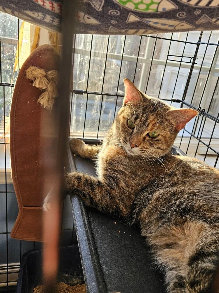 Josie *, Adopted, Young Female Domestic Short Hair.