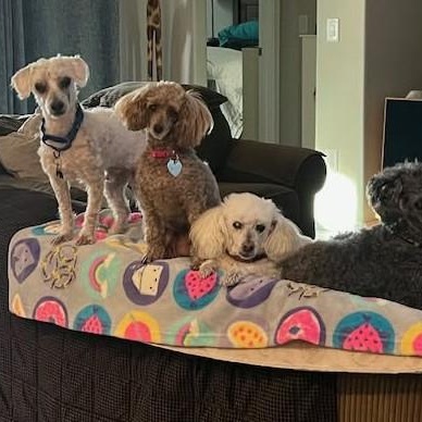 Enlarge CHICO aka WINKIE , a ADOPTABLE Miniature Poodle in Marana, AZ image 2/4