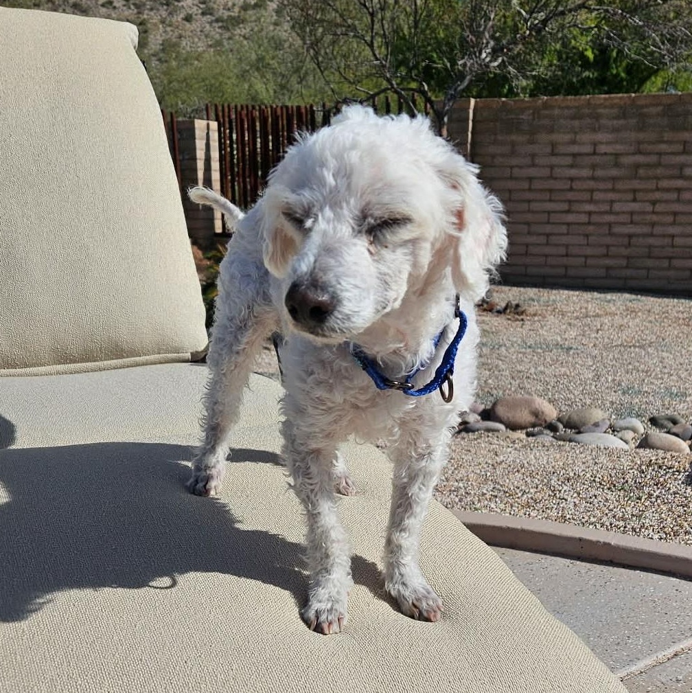 Enlarge CHICO aka WINKIE , a ADOPTABLE Miniature Poodle in Marana, AZ image 3/4
