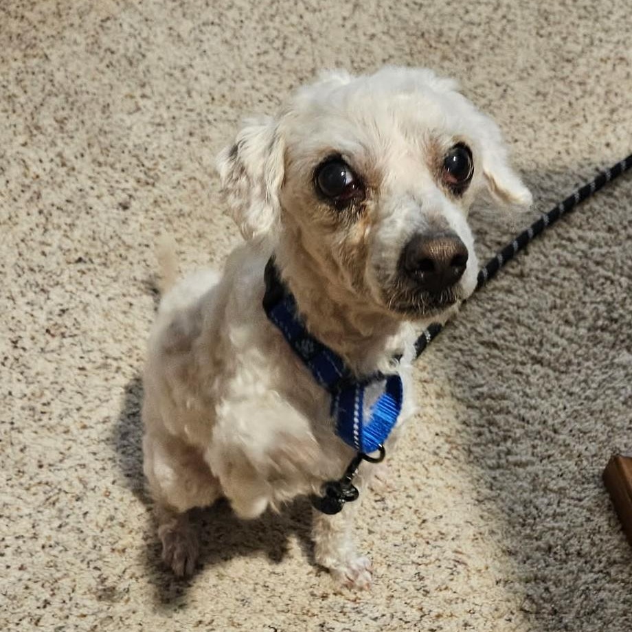 Enlarge CHICO aka WINKIE , a ADOPTABLE Miniature Poodle in Marana, AZ image 4/4