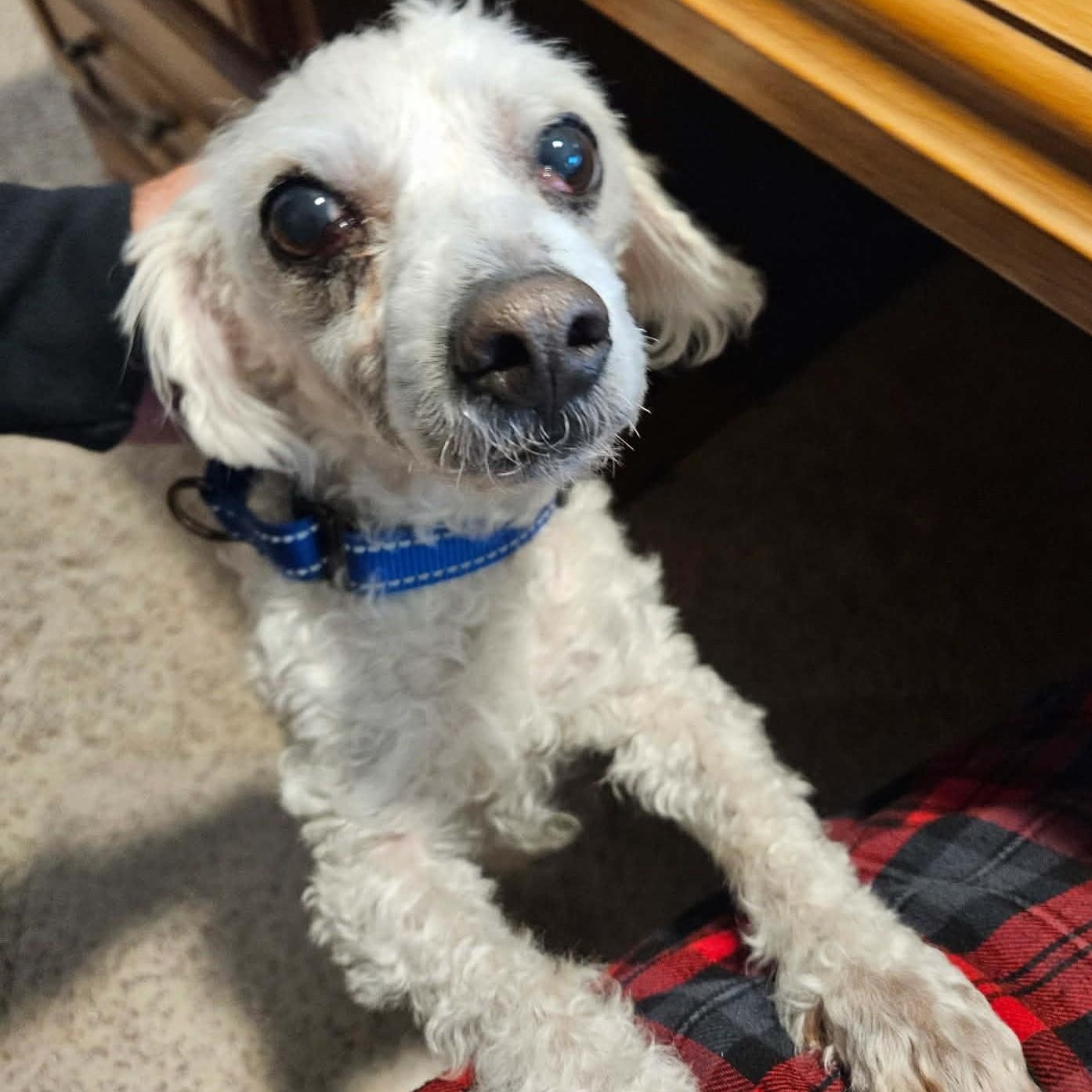 Enlarge CHICO aka WINKIE , a ADOPTABLE Miniature Poodle in Marana, AZ image 1/4