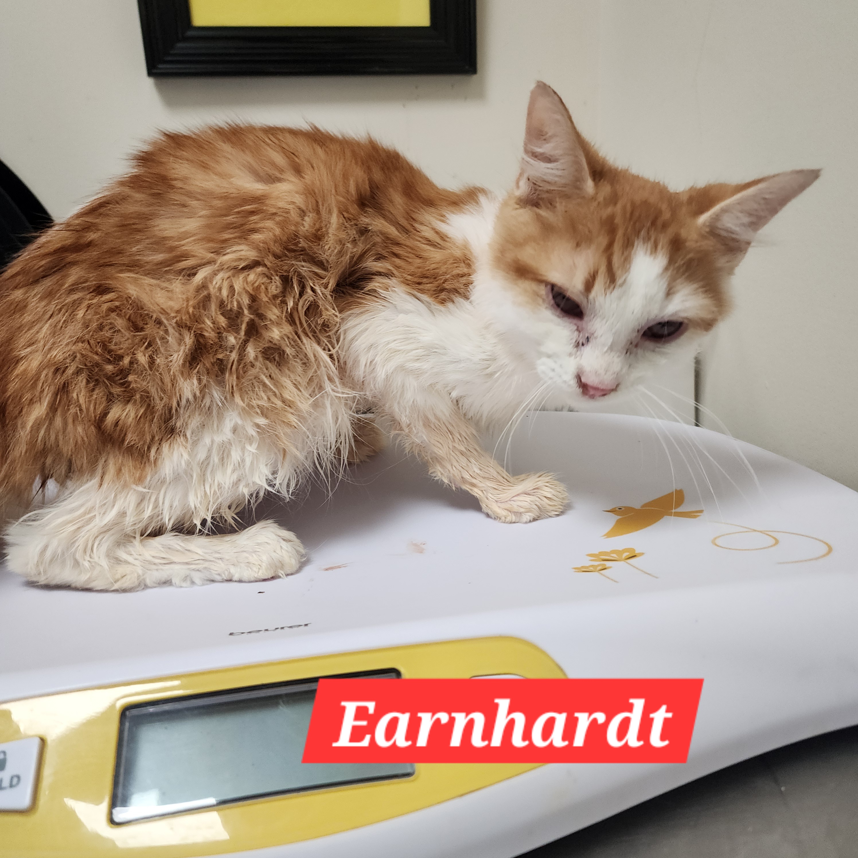 Earnhardt