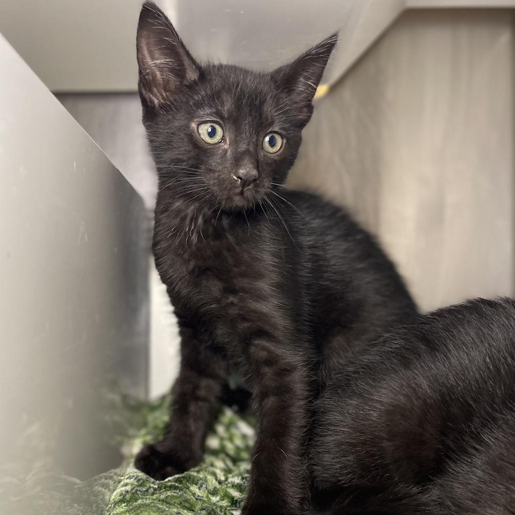 Hermoso, Adoptable, Kitten Male Domestic Short Hair.