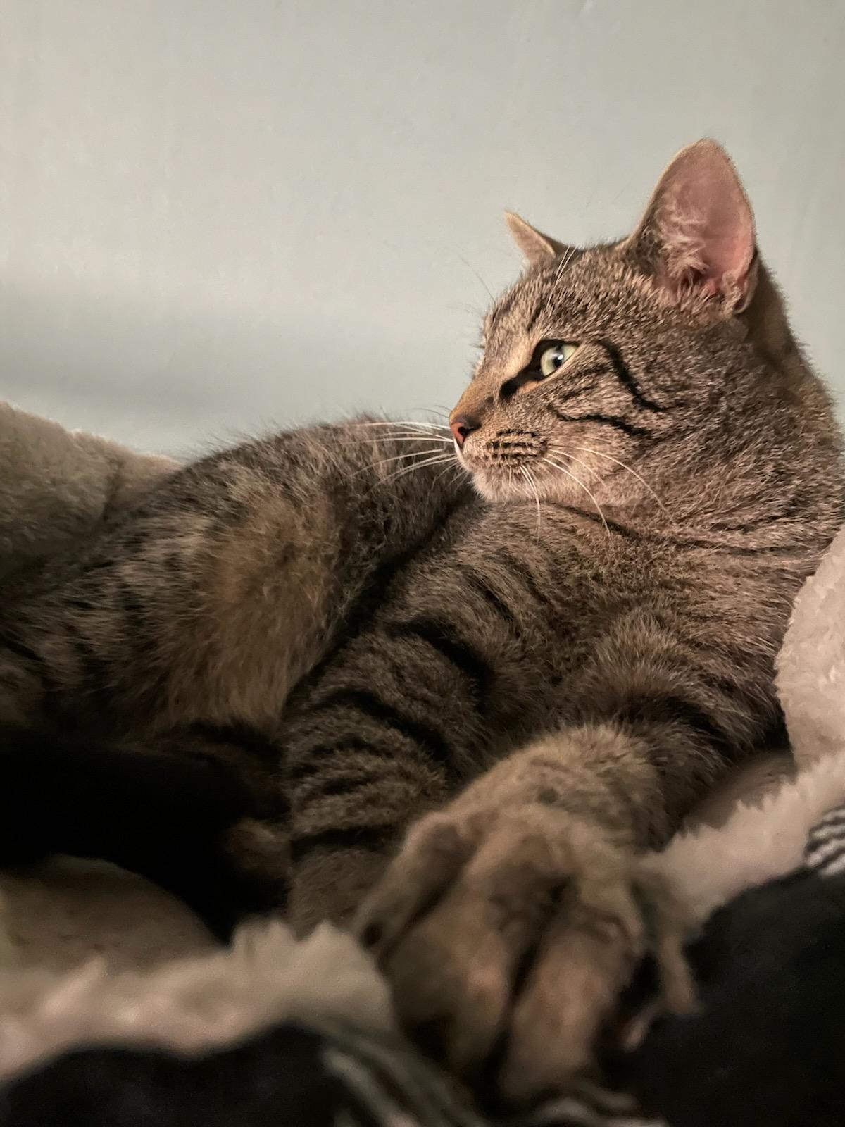 Fitzgerald, a Adoptable Tabby in Blairsville, GA image 1/2