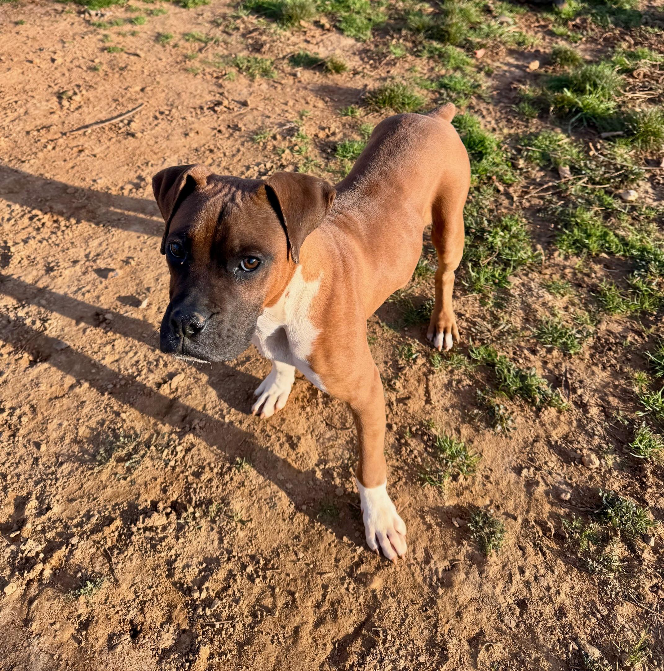 Enlarge Tyson, a Adoptable Boxer in Jacksonville, AL image 2/6