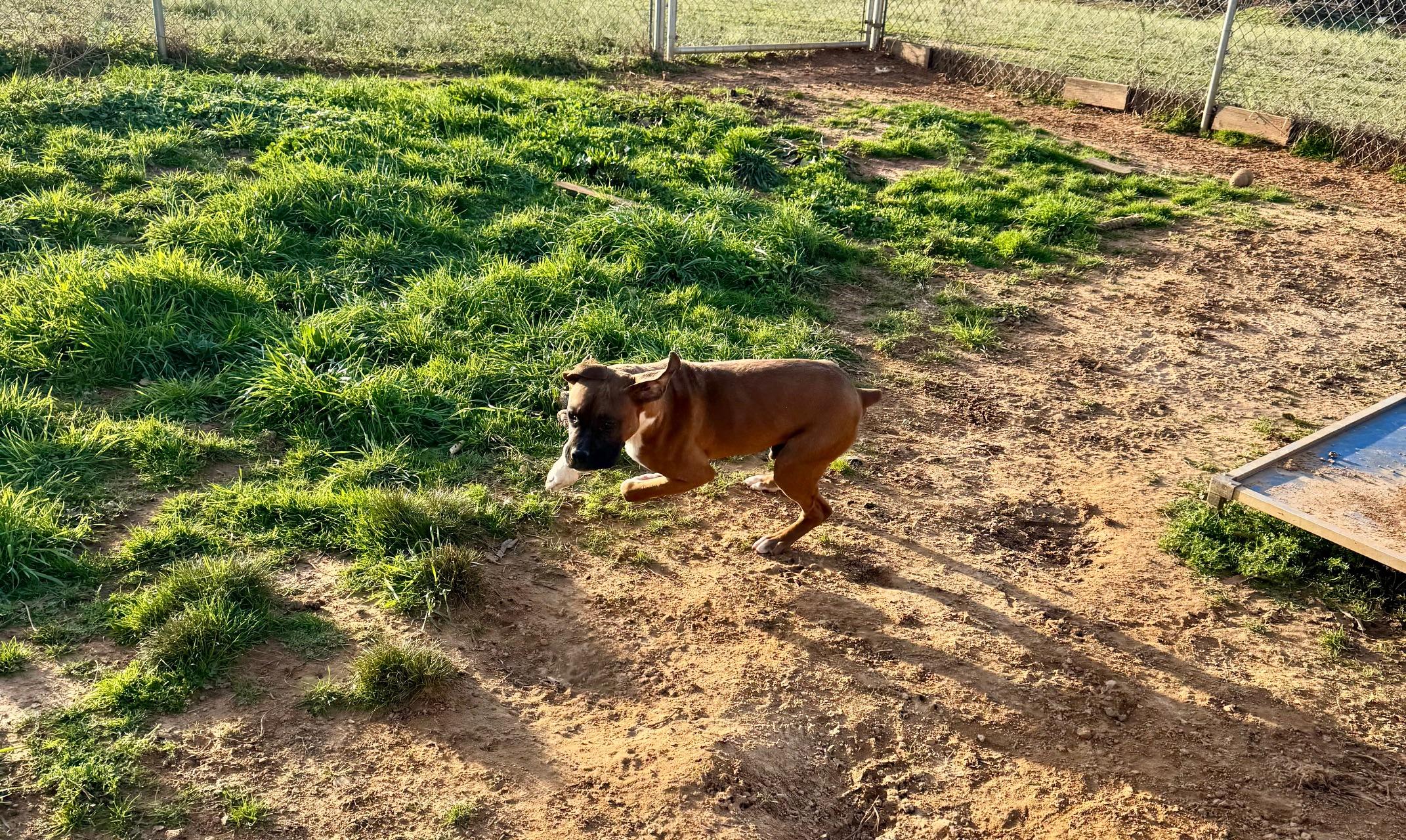 Enlarge Tyson, a Adoptable Boxer in Jacksonville, AL image 5/6