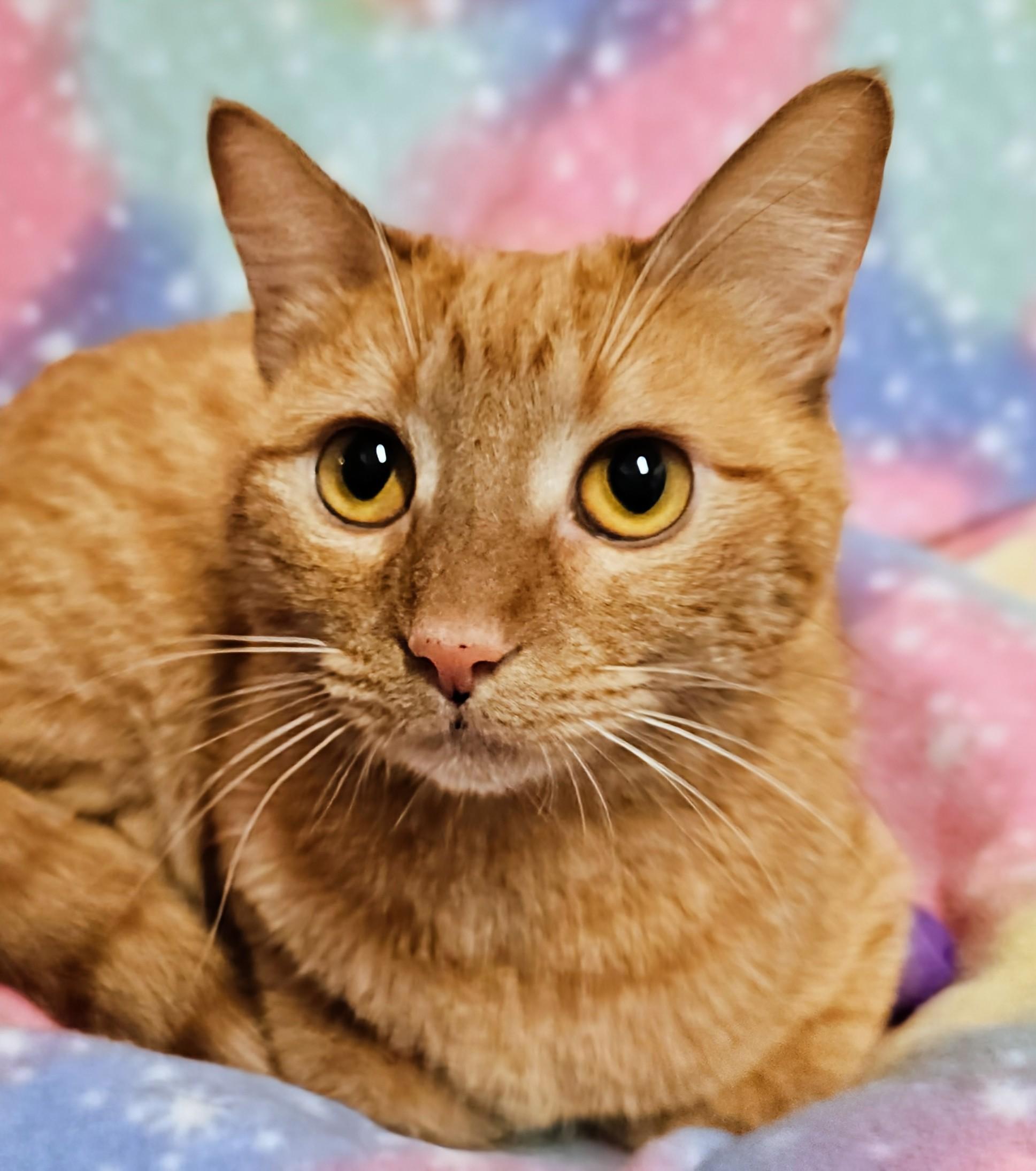 Enlarge Alice - Rancho Cucamonga PetSmart, an adoptable Domestic Short Hair in Rancho Cucamonga, CA image 3/4