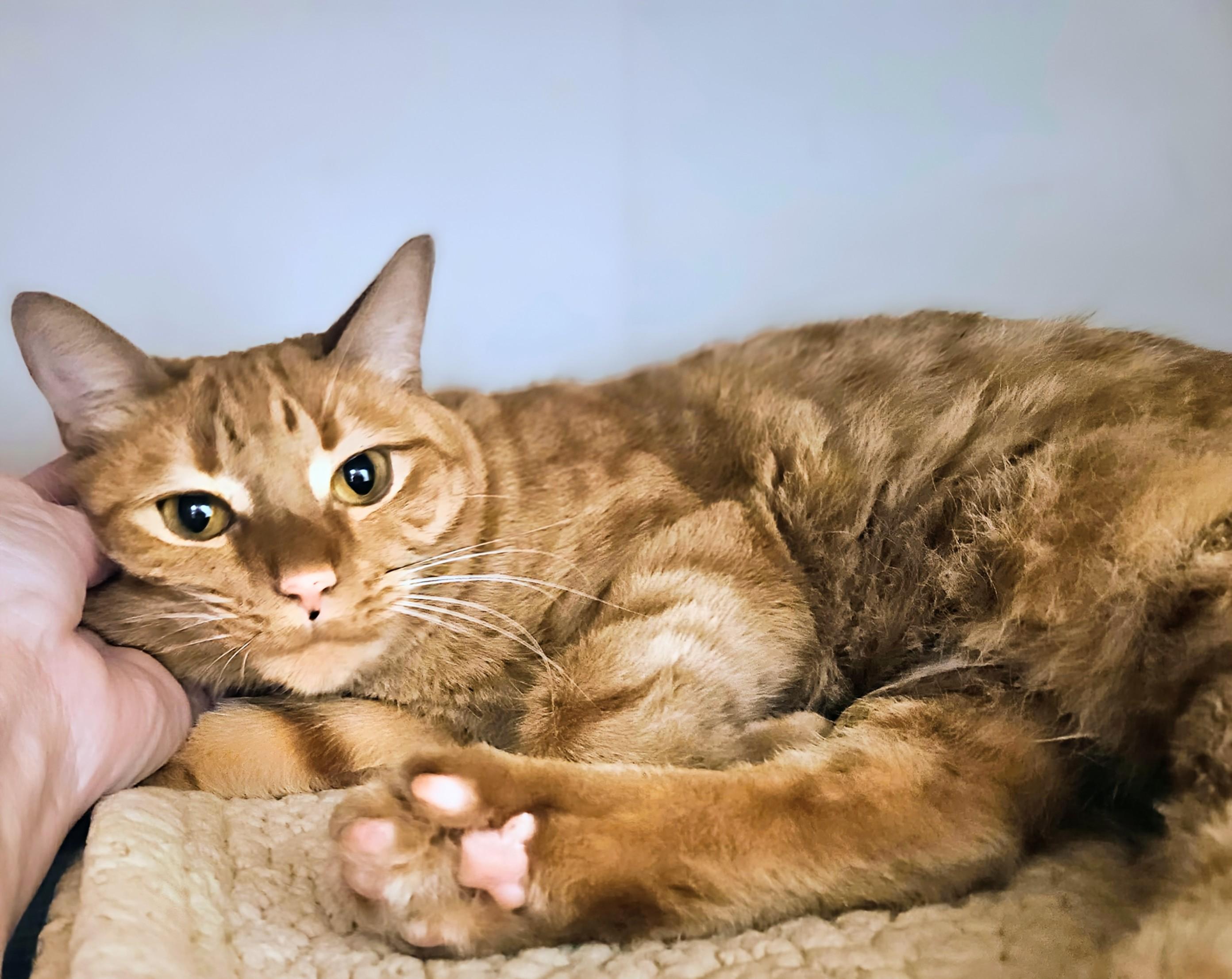 Enlarge Alice - Rancho Cucamonga PetSmart, an adoptable Domestic Short Hair in Rancho Cucamonga, CA image 4/5