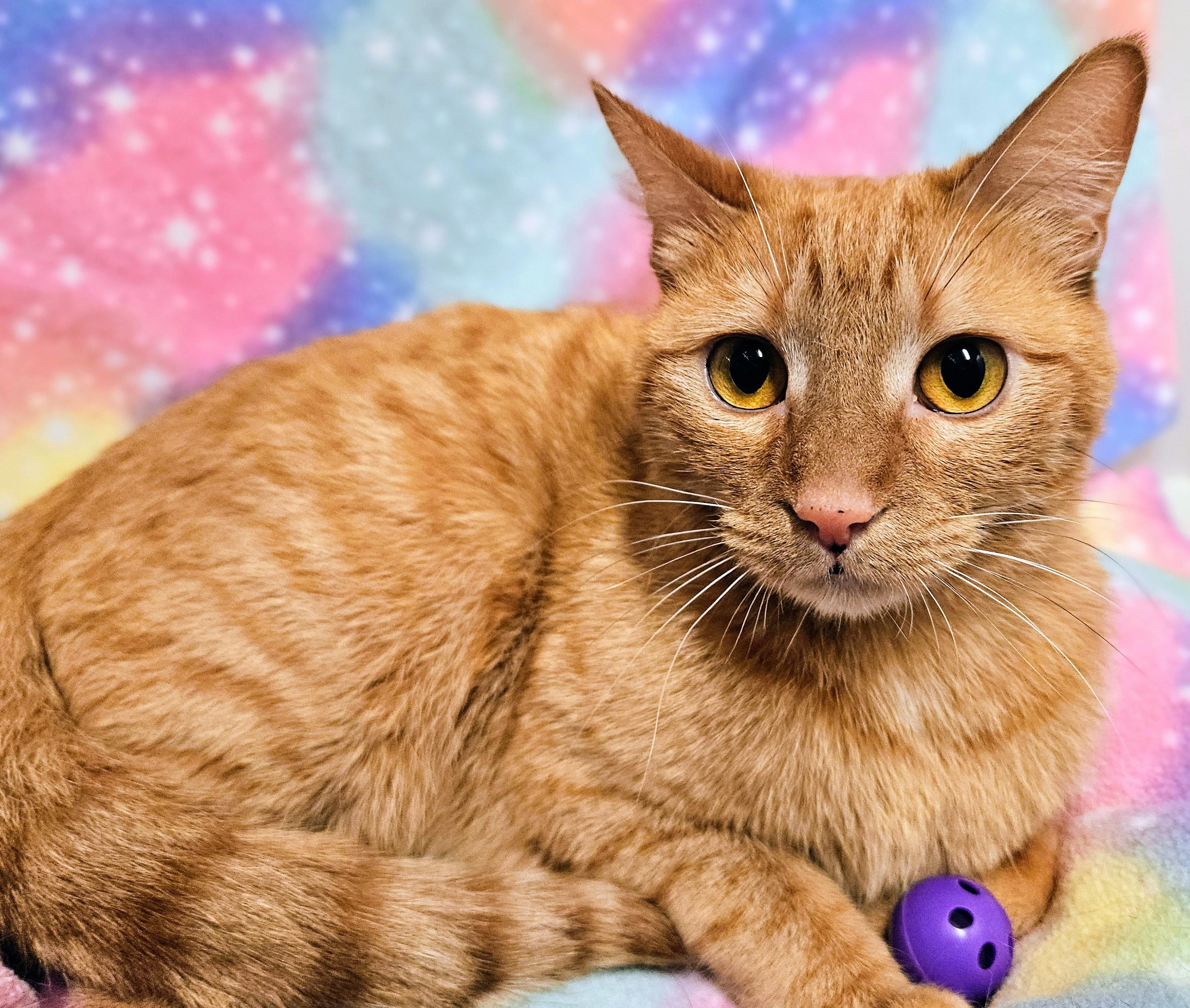 Enlarge Alice - Rancho Cucamonga PetSmart, an adoptable Domestic Short Hair in Rancho Cucamonga, CA image 2/4