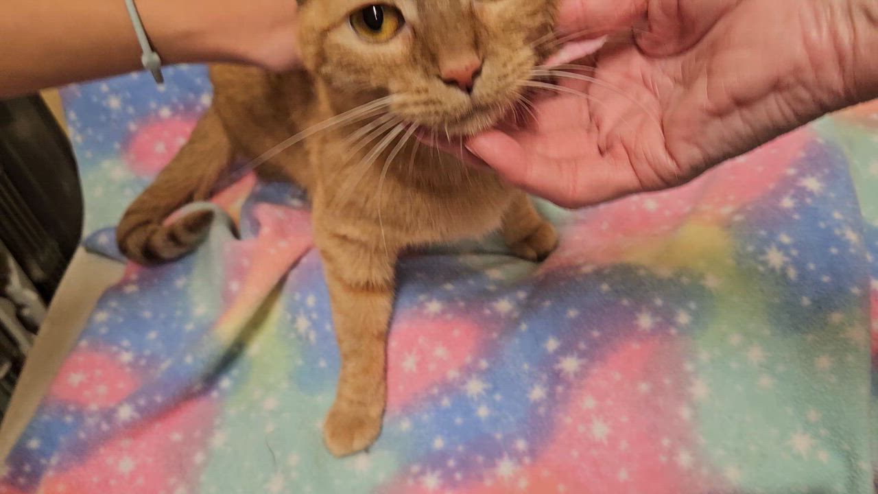 Enlarge Alice - Rancho Cucamonga PetSmart, an adoptable Domestic Short Hair in Rancho Cucamonga, CA video 4/4