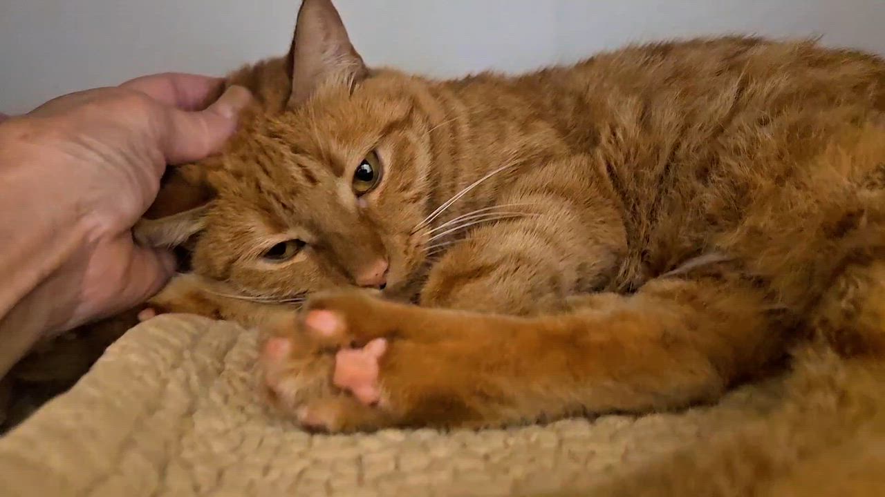 Enlarge Alice - Rancho Cucamonga PetSmart, an adoptable Domestic Short Hair in Rancho Cucamonga, CA video 5/5