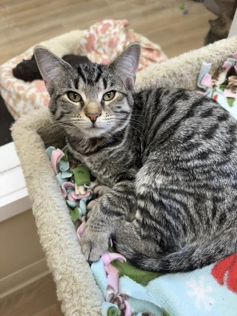 Enlarge Lynn, an adopted Domestic Short Hair in Medina, OH image 1/1