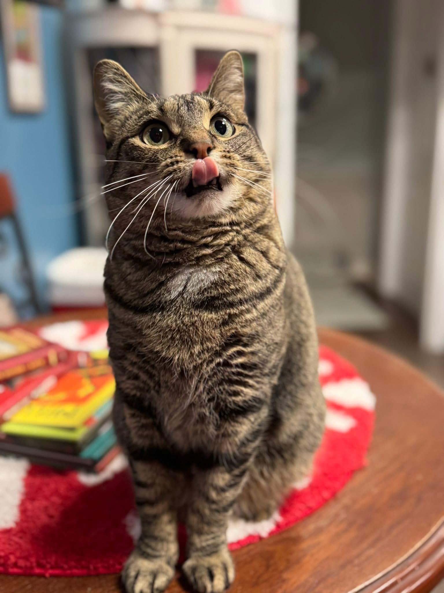 Enlarge Tasha, an adopted Domestic Short Hair in Bloomsburg, PA image 2/3