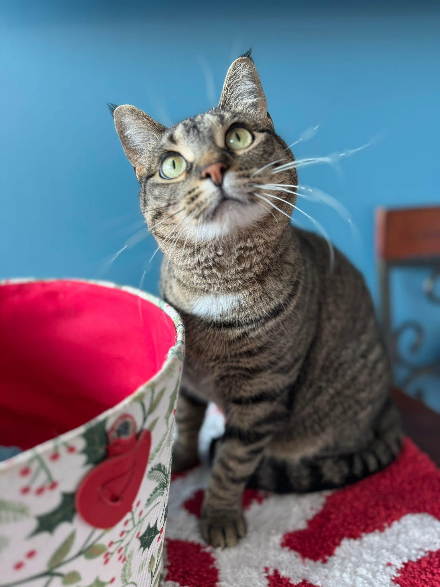 Enlarge Tasha, an adopted Domestic Short Hair in Bloomsburg, PA image 1/3