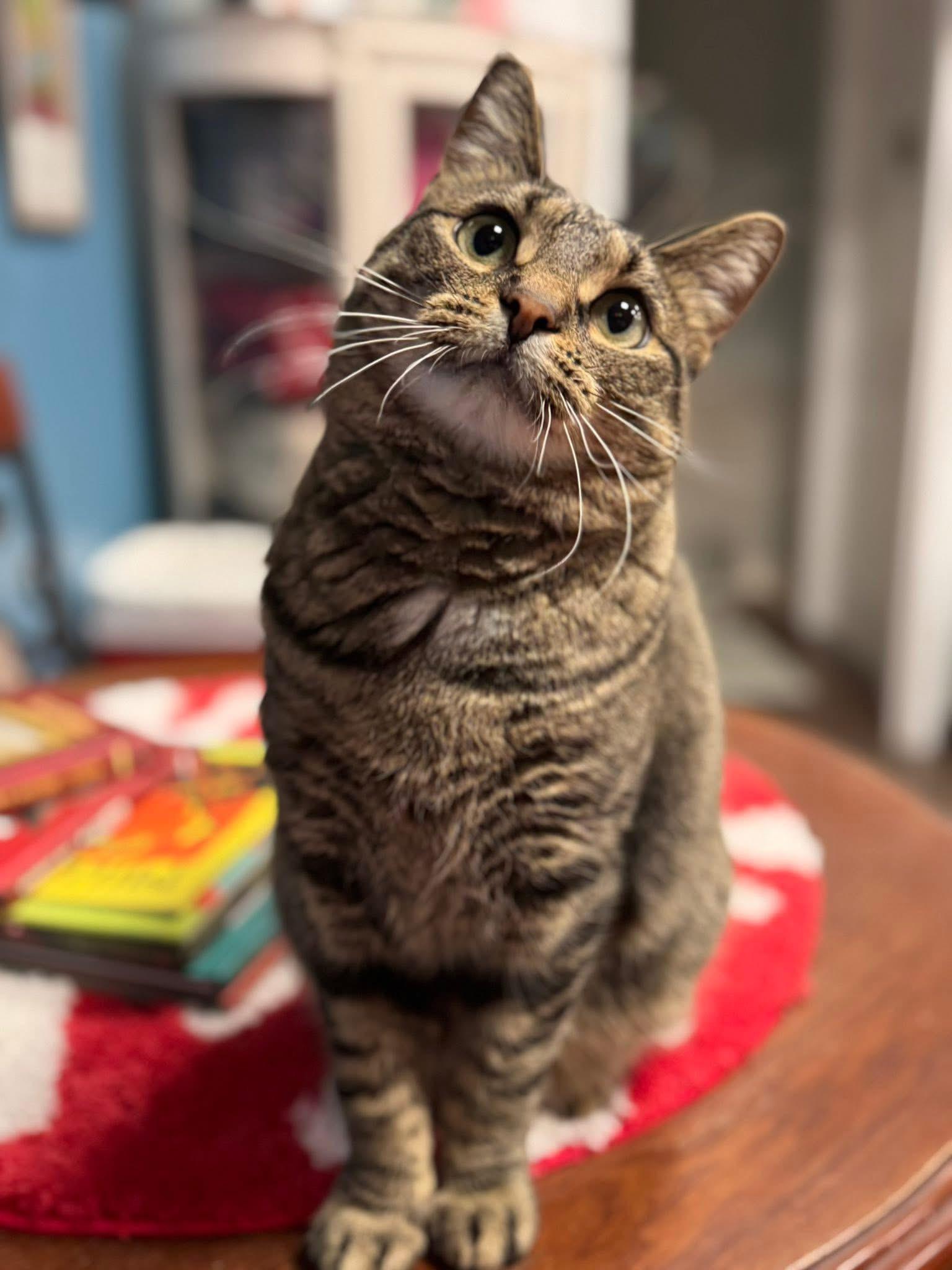 Enlarge Tasha, an adopted Domestic Short Hair in Bloomsburg, PA image 3/3