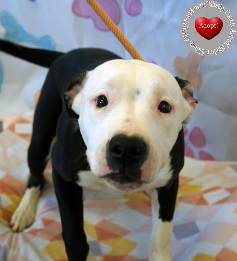 Freda Yrly 38, a Adopted mixed breed in Sidney, OH image 2/3