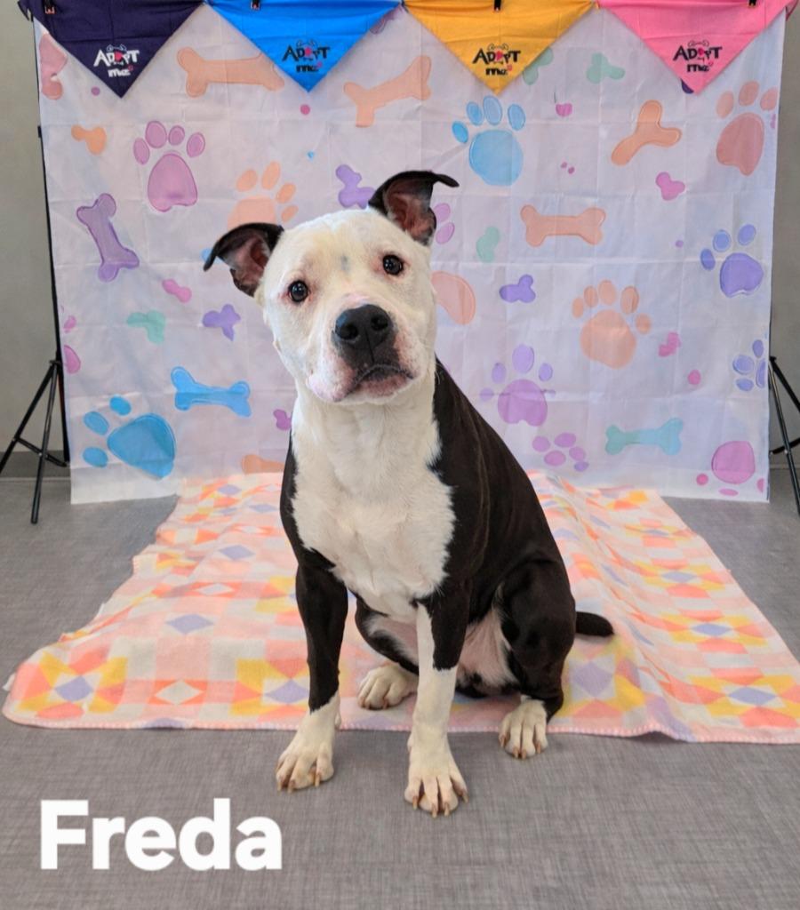 Freda Yrly 38, a Adopted mixed breed in Sidney, OH image 3/3