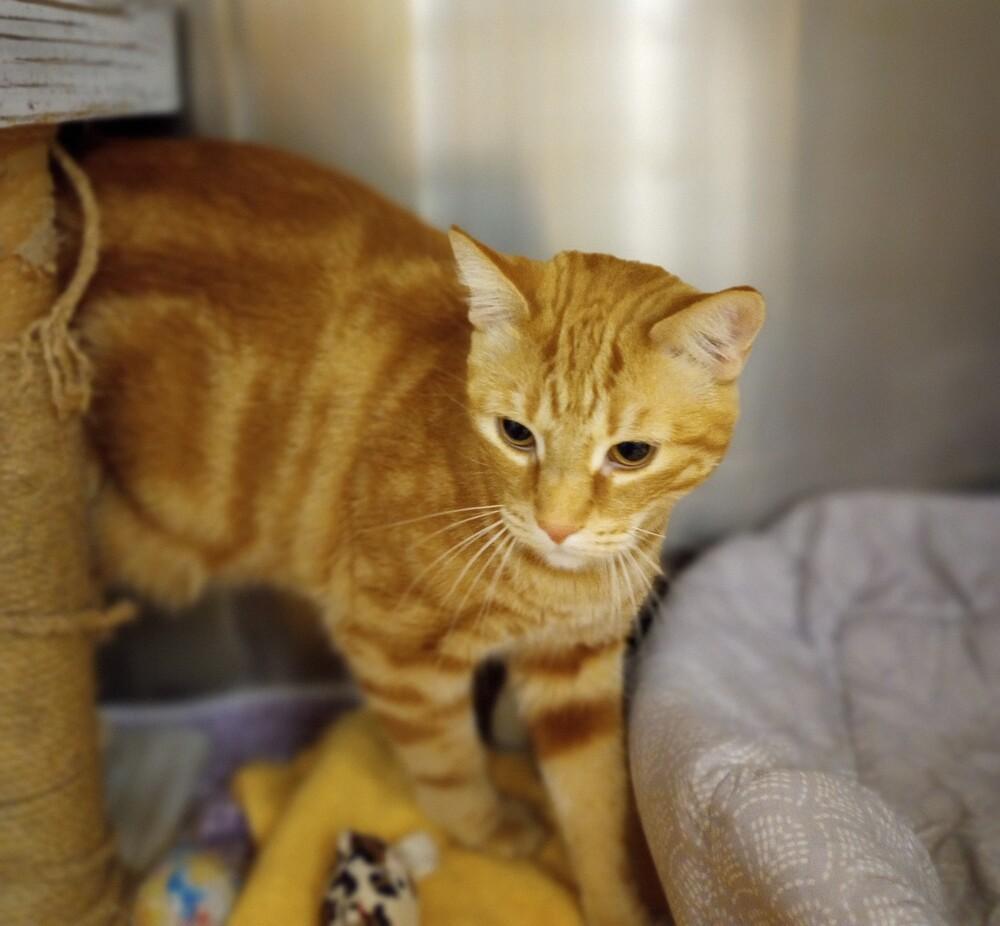 Marmalade, Adopted, Adult Male Domestic Short Hair.