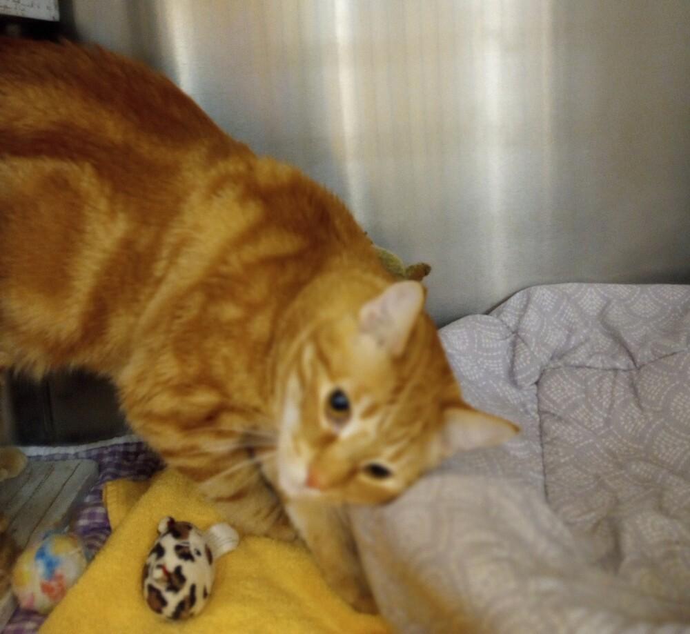 Enlarge Marmalade, a Adopted mixed breed in Tucson, AZ image 2/3