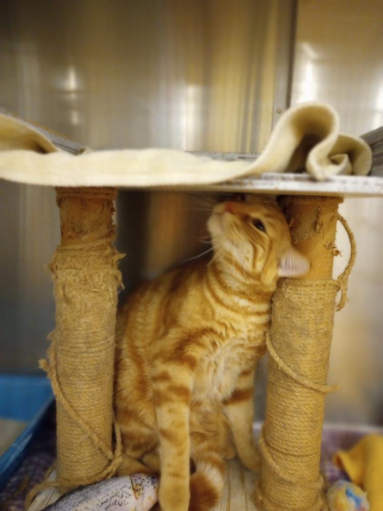 Enlarge Marmalade, a Adopted mixed breed in Tucson, AZ image 3/3