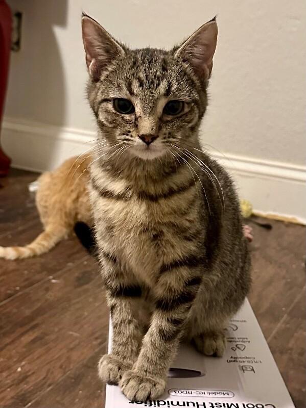 Forrest Gump, Adoptable, Young Male Domestic Short Hair.