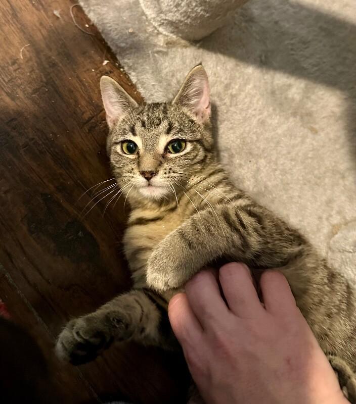 Forrest Gump, a Adoptable Domestic Short Hair in Kennewick, WA image 2/6