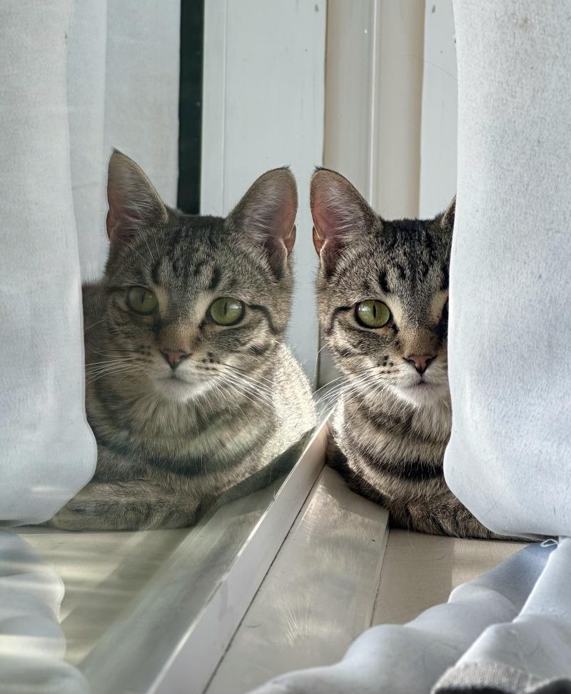 Forrest Gump, a Adoptable Domestic Short Hair in Kennewick, WA image 3/6