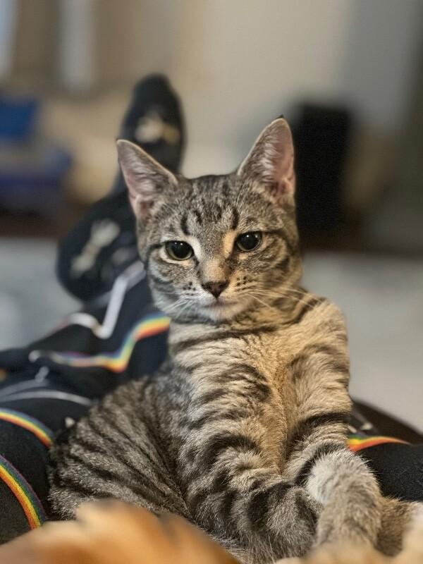 Forrest Gump, a Adoptable Domestic Short Hair in Kennewick, WA image 3/6
