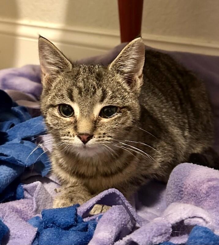 Forrest Gump, a Adoptable Domestic Short Hair in Kennewick, WA image 4/6