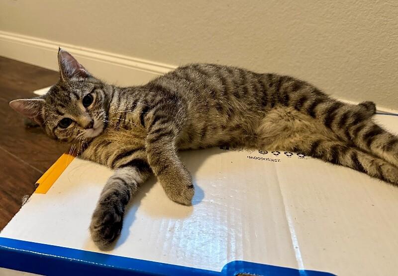 Forrest Gump, a Adoptable Domestic Short Hair in Kennewick, WA image 6/6