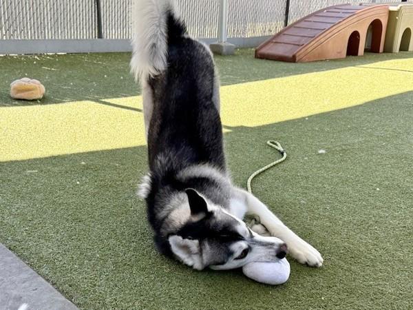 Neptune, Adoptable, Adult Male Husky.