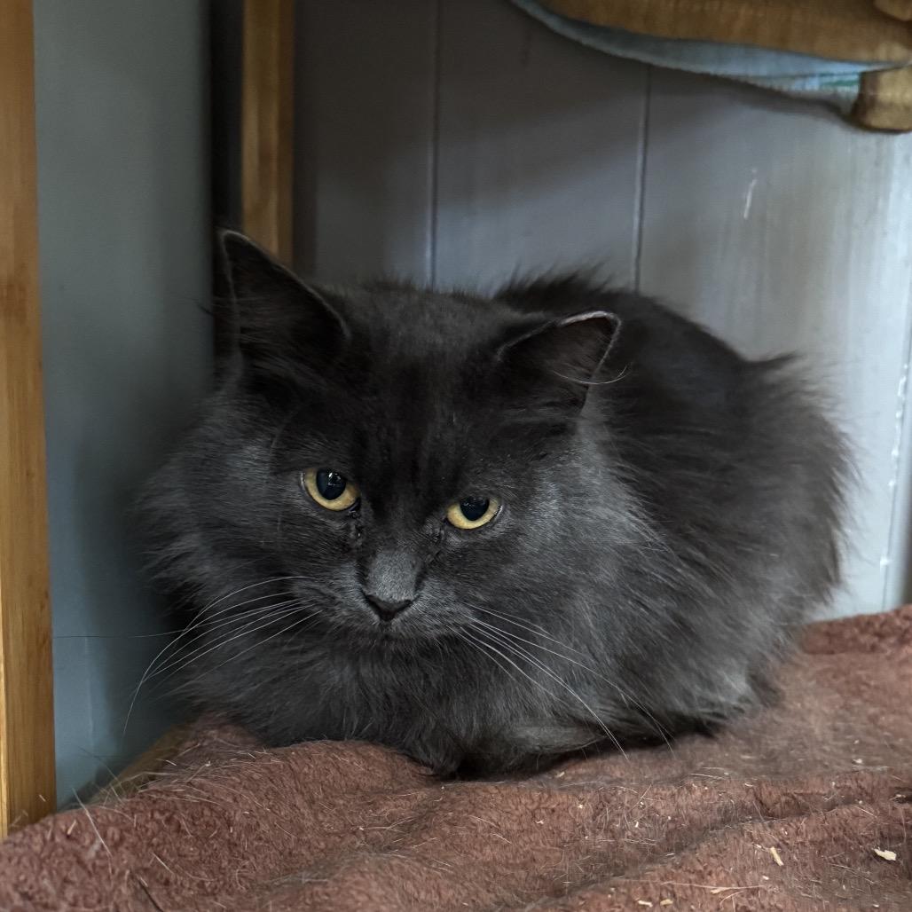 Enlarge Hyacinth, a Adoptable Domestic Long Hair in Portage, MI image 1/5