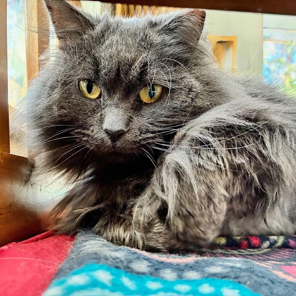 Enlarge Hyacinth, a Adoptable Domestic Long Hair in Portage, MI image 1/5