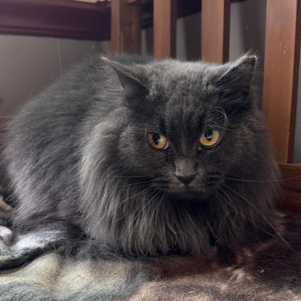 Enlarge Hyacinth, a Adoptable Domestic Long Hair in Portage, MI image 3/5