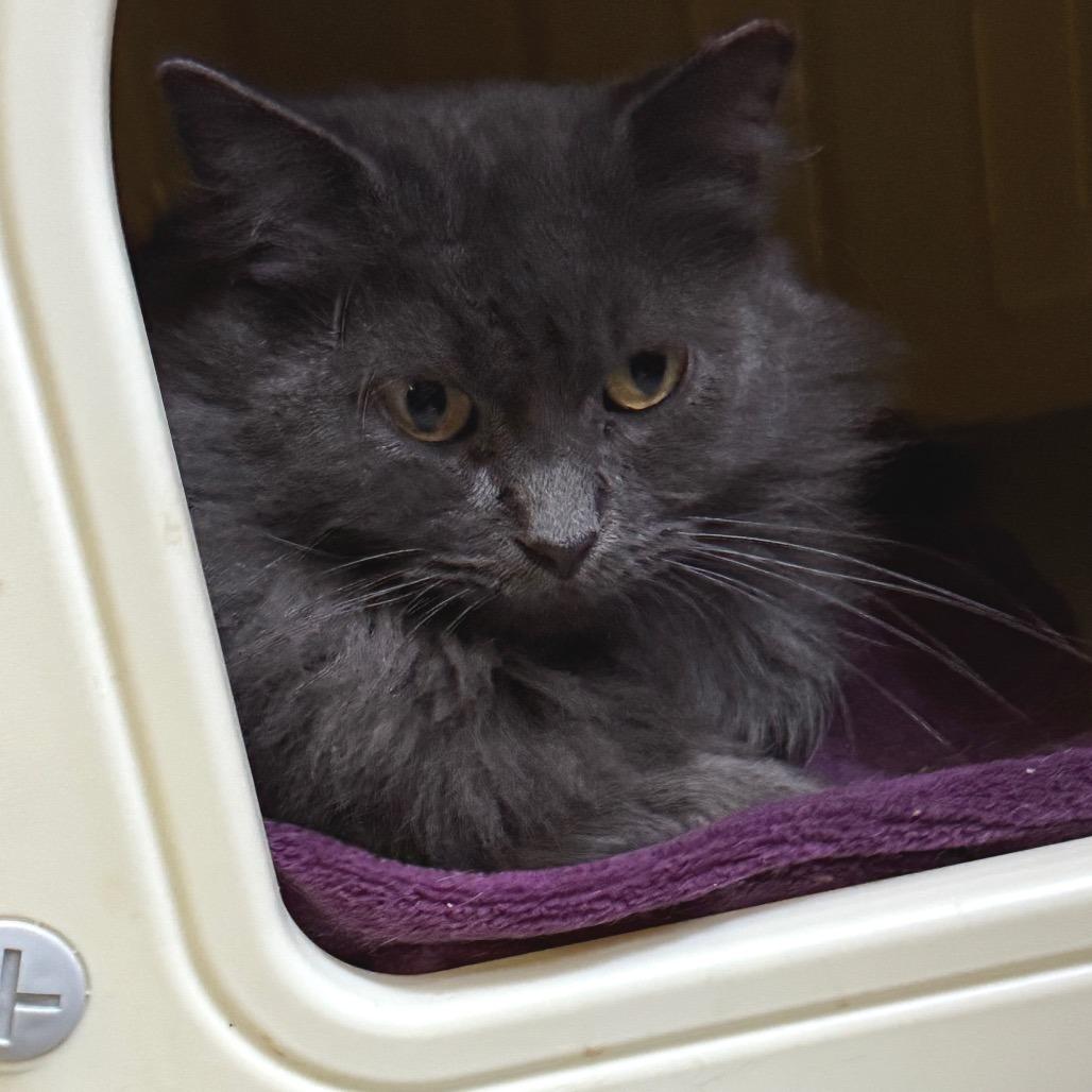 Enlarge Hyacinth, a Adoptable Domestic Long Hair in Portage, MI image 4/5