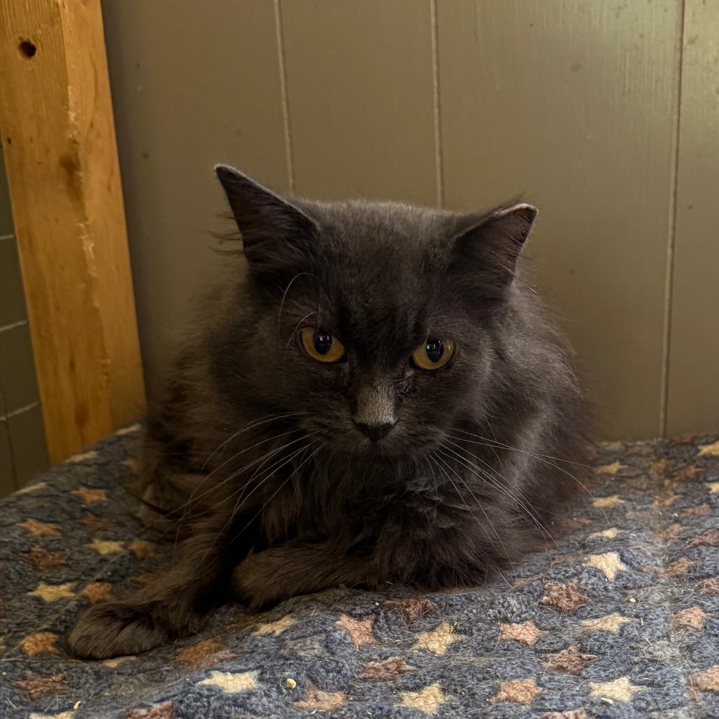 Enlarge Hyacinth, a Adoptable Domestic Long Hair in Portage, MI image 5/5