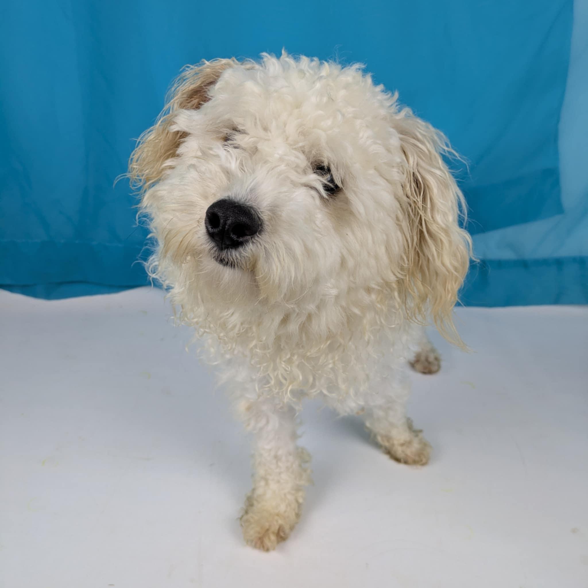 Meliodas (Mello), ADOPTABLE, Young Male Yorkie Poo.