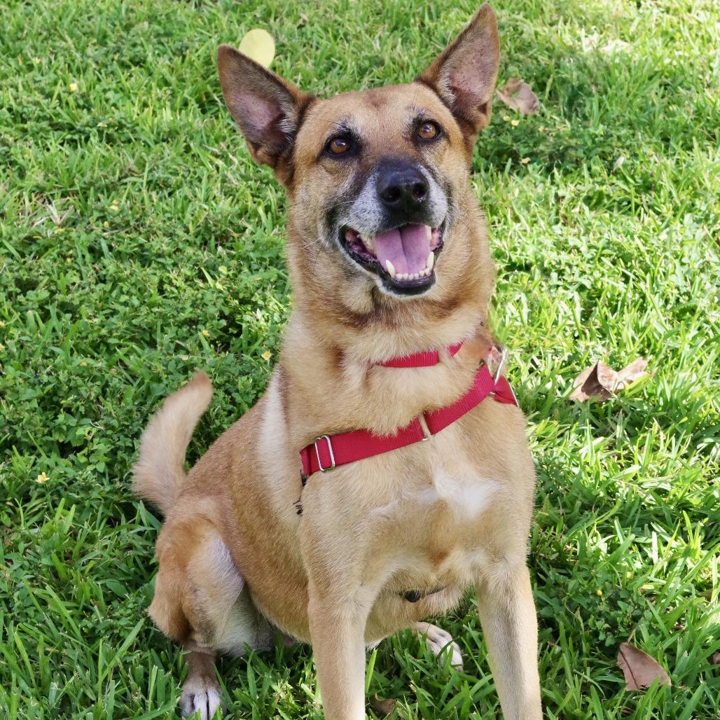 Enlarge Cati, a Adoptable mixed breed in Miami, FL image 1/6