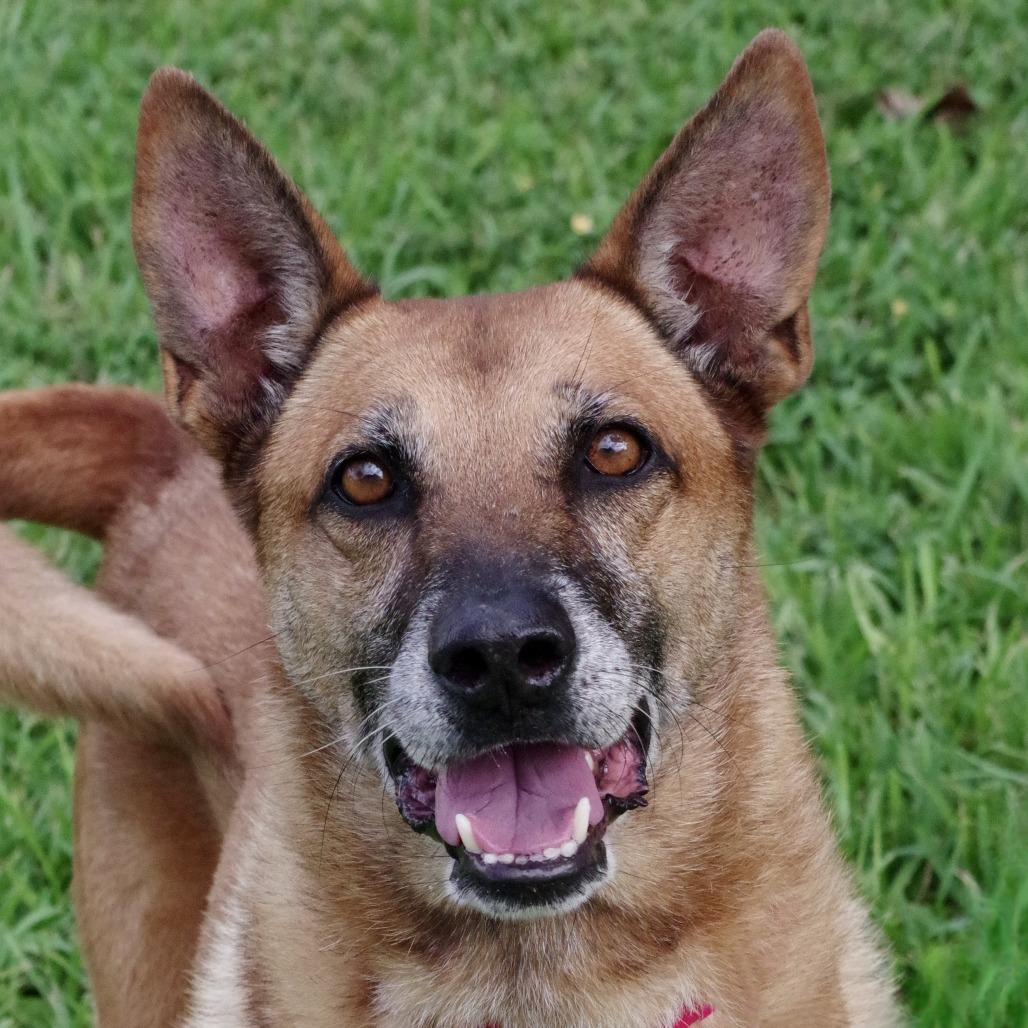 Enlarge Cati, a Adoptable mixed breed in Miami, FL image 3/6