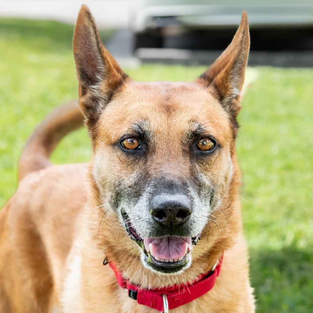 Enlarge Cati, a Adoptable mixed breed in Miami, FL image 4/6
