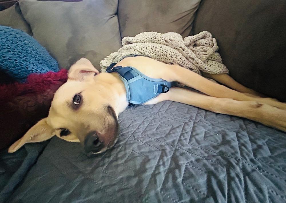 Gravy, Adoptable, Puppy Female Labrador Retriever.