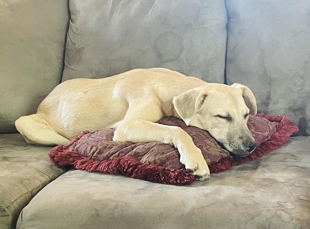 Gravy, a Adoptable Labrador Retriever in Wake Forest, NC image 2/5