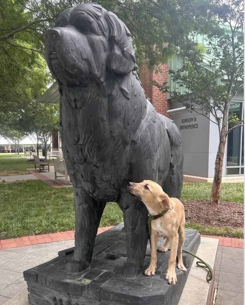 Gravy, a Adoptable Labrador Retriever in Wake Forest, NC image 3/5