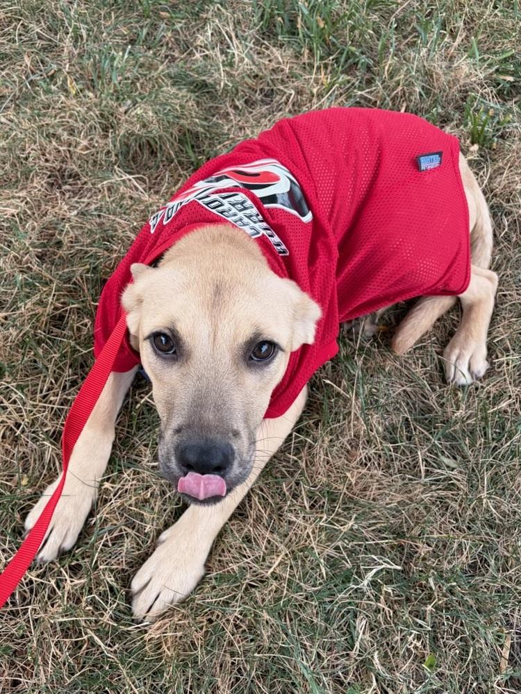 Gravy, a Adoptable Labrador Retriever in Wake Forest, NC image 5/5