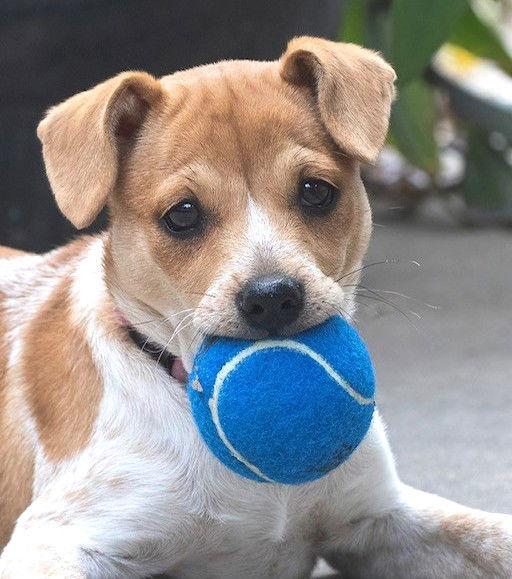 Enlarge Heather's Tippy TX, a Adopted mixed breed in Boonton, NJ image 2/3