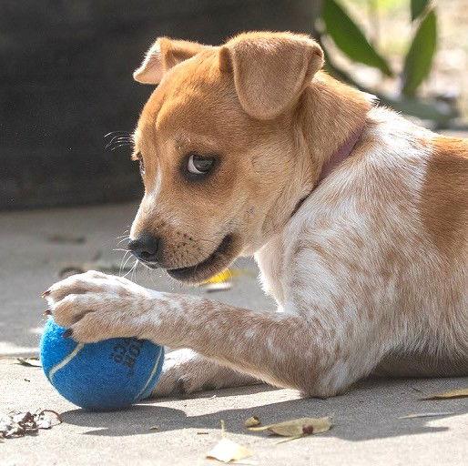 Enlarge Heather's Tippy TX, a Adopted mixed breed in Boonton, NJ image 3/3